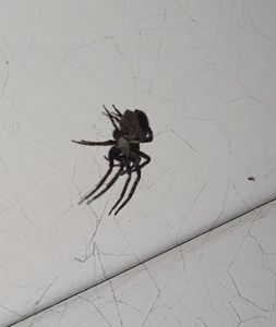 Meet your Posher, Jane